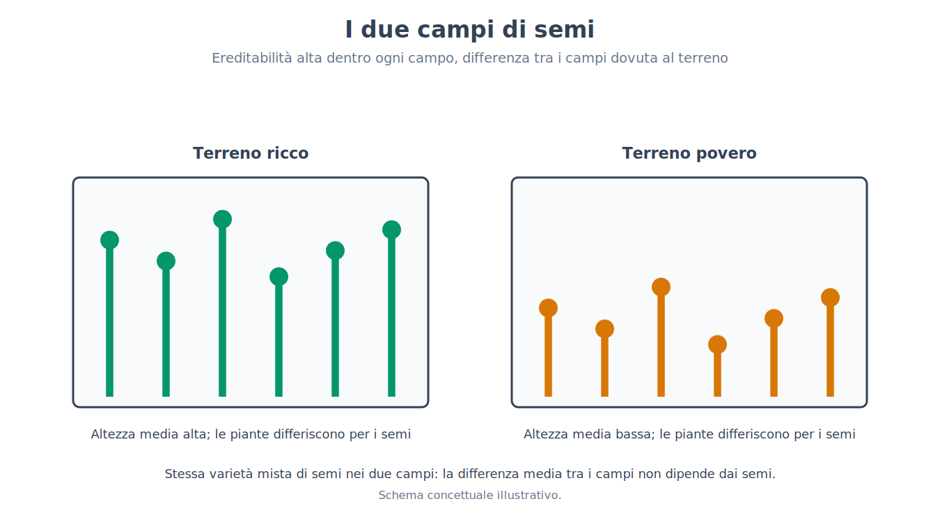 Ereditabilità alta dentro ciascun gruppo, differenza tra gruppi dovuta all'ambiente (immagine dei due campi di semi)